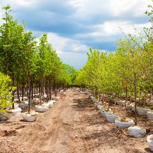 young trees at nursery