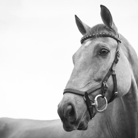 horse in black and white