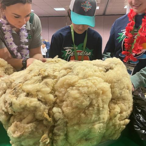 youth examine wool at the conference