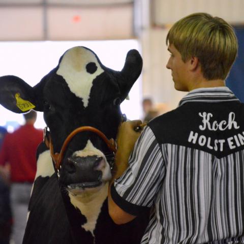 Dairy Cattle