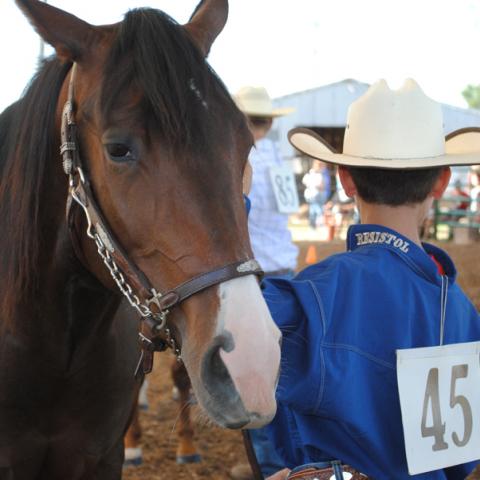 Horse