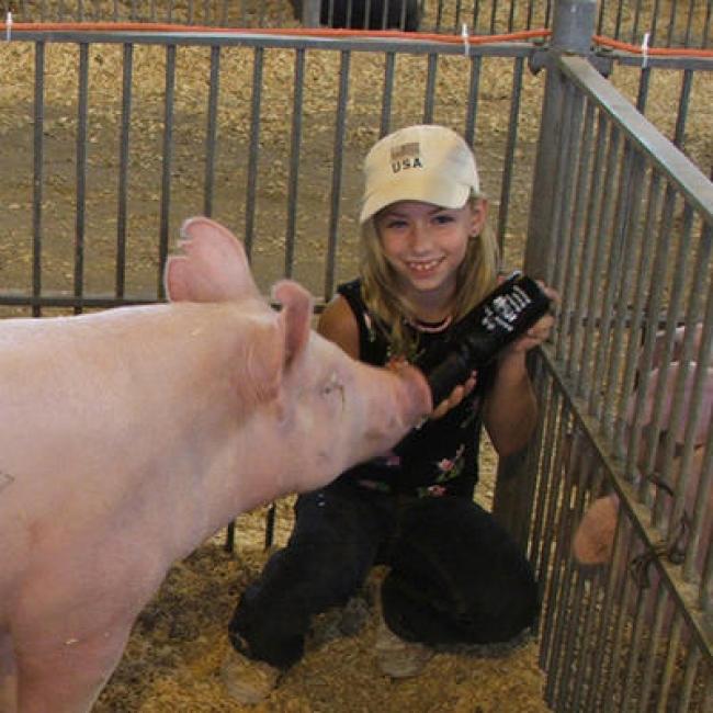 Swine