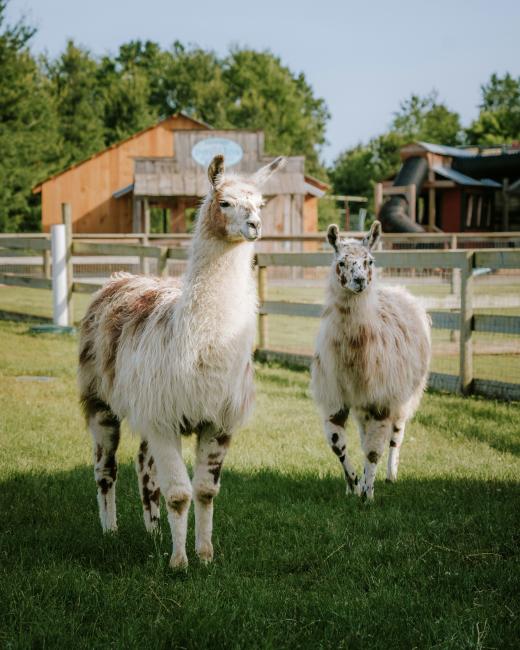 llamas & alpacas