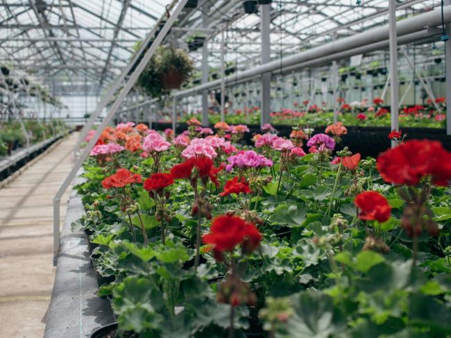 Plants in a Greenhouse